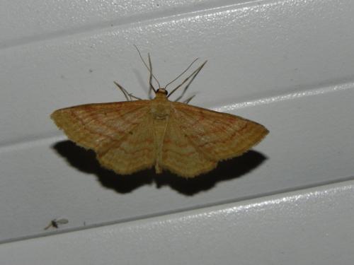 Réf. 166 944 : Idaea rufaria