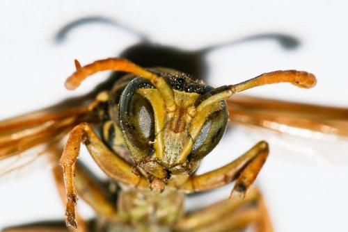 Réf. 166 012 : Polistes nimpha