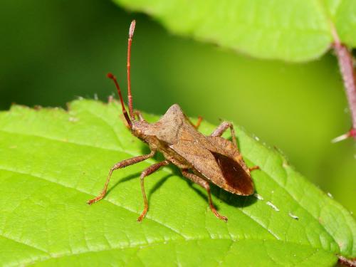 Réf. 166 492 : Coreus marginatus