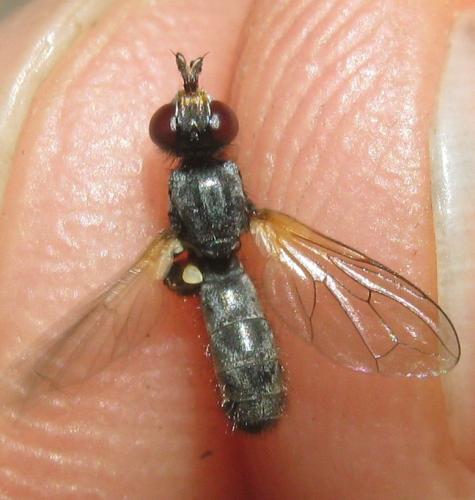 Réf. 166 136 : Thecophora sp.
