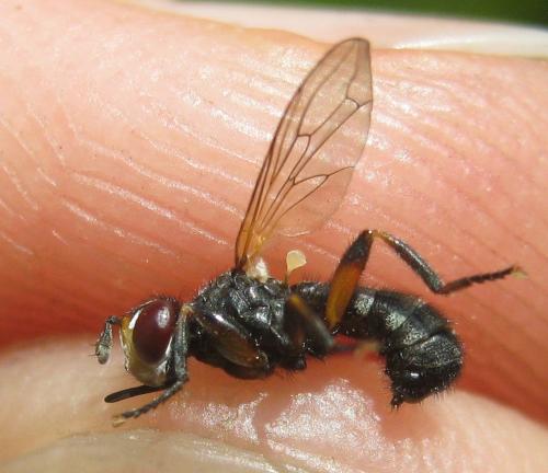 Thecophora sp.