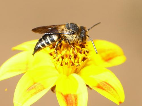 Coelioxys sp.