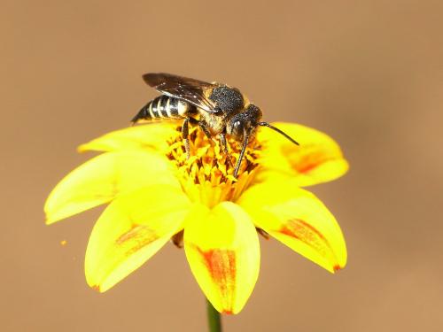 Coelioxys sp.