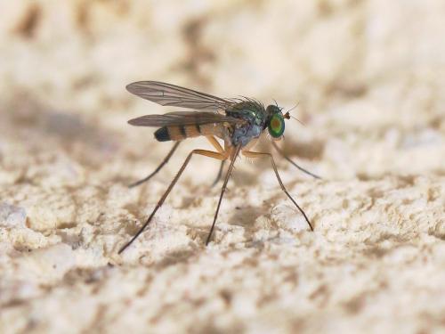 Sciapus sp.