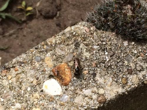 Lasioglossum sp.