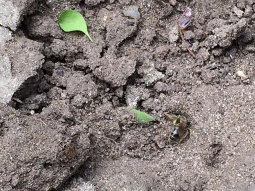 Lasioglossum sp.