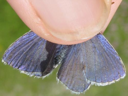 Réf. 166 175 : Polyommatus sp.