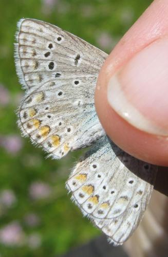 Réf. 166 174 : Polyommatus sp.
