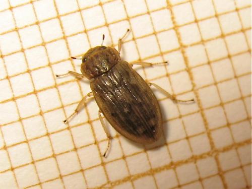 Réf. 166 062 : Helophorus alternans