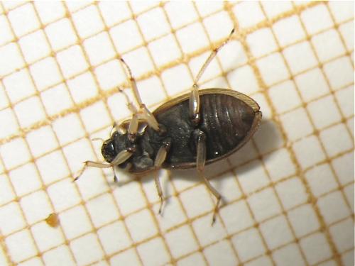 Helophorus alternans