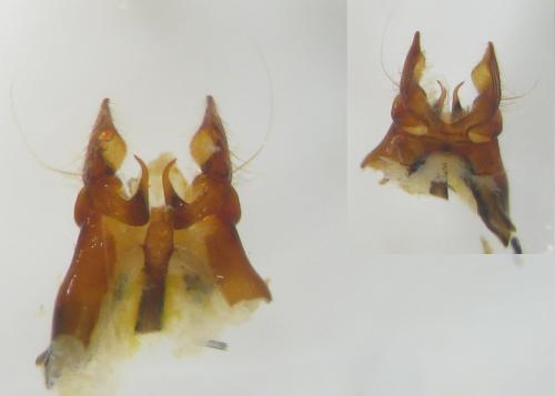Réf. 166 408 : Polyommatus sp.