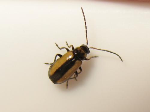 Réf. 166 127 : Calomicrus circumfusus