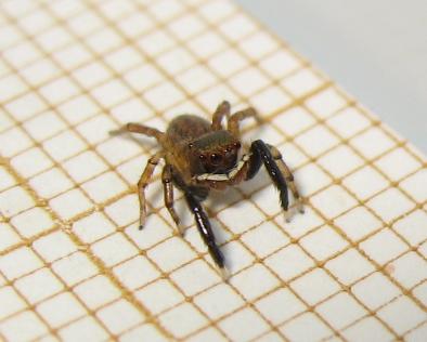 Réf. 166 133 : Euophrys frontalis