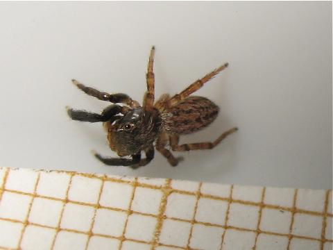 Réf. 166 132 : Euophrys frontalis