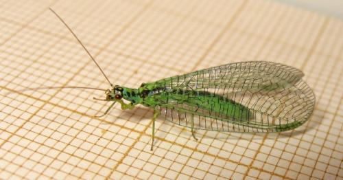 Réf. 166 145 : Chrysopa perla