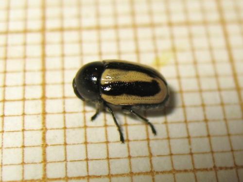 Cryptocephalus vittatus