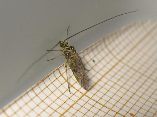 Psococerastis gibbosa