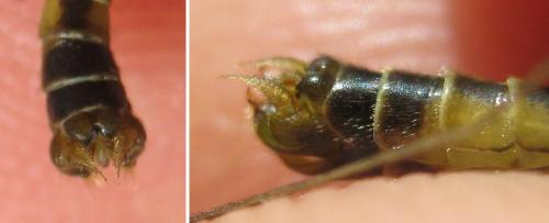 Nephrotoma dorsalis