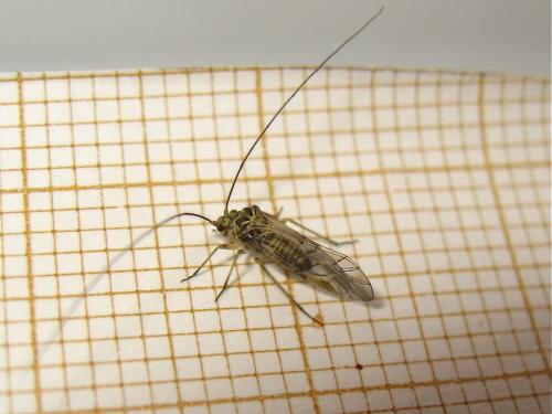 Psococerastis gibbosa