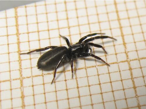 Réf. 166 413 : Zelotinae inconnu