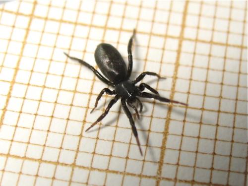 Réf. 166 412 : Zelotinae inconnu