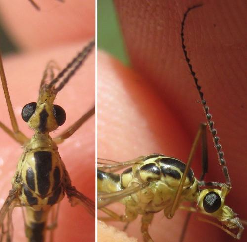 Nephrotoma dorsalis