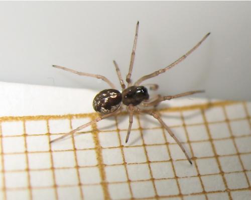 Pachygnatha degeeri