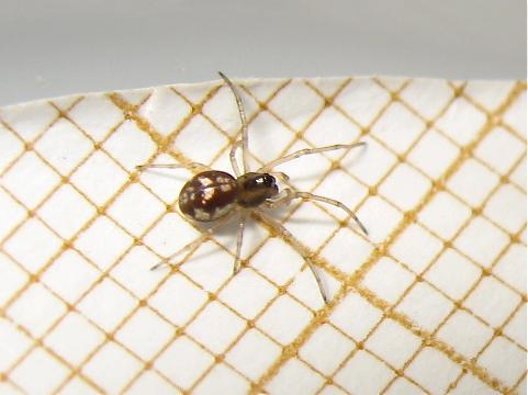 Pachygnatha degeeri