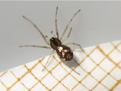 Pachygnatha degeeri