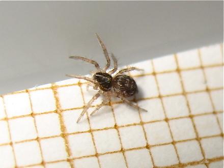Pisaura mirabilis