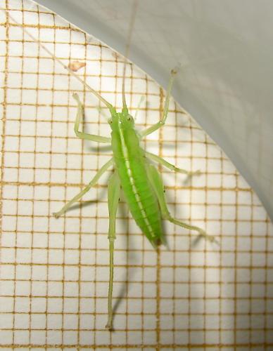Meconema sp.