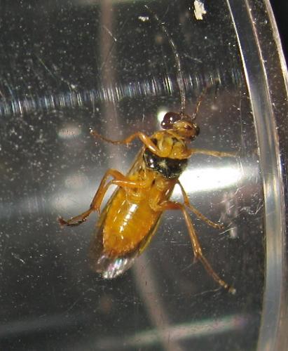 Euura myosotidis