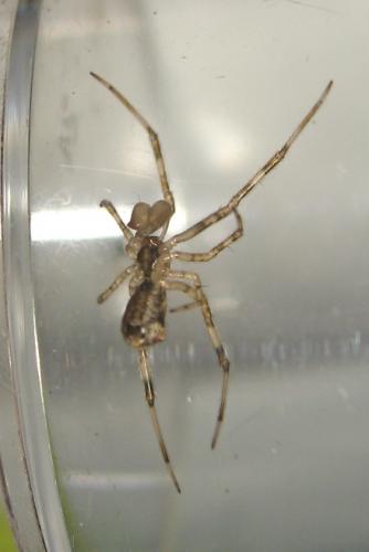 Episinus maculipes