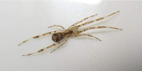 Réf. 166 702 : Episinus maculipes