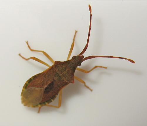 Gonocerus acuteangulatus