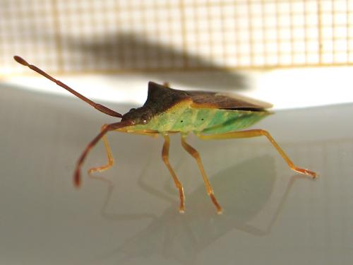 Gonocerus acuteangulatus
