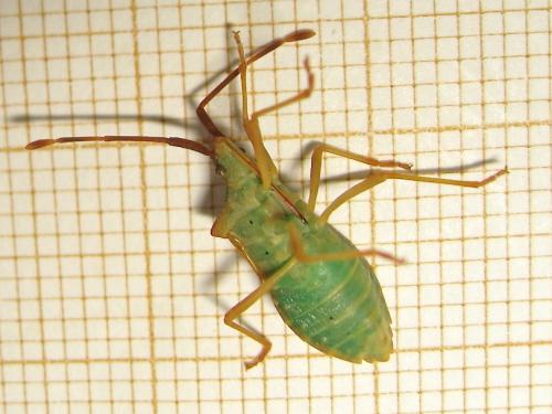 Gonocerus acuteangulatus