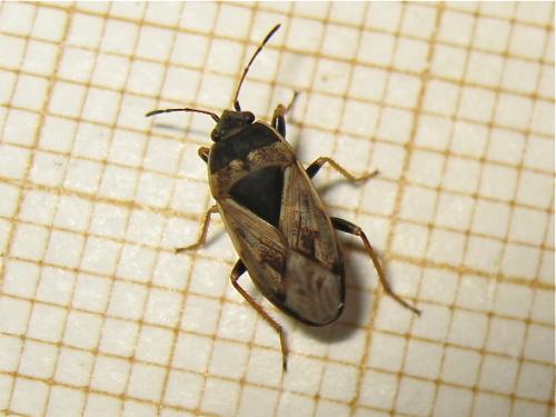 Trapezonotus sp.