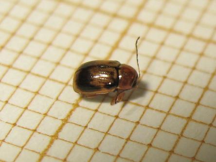 Réf. 166 734 : Cryptocephalus pusillus