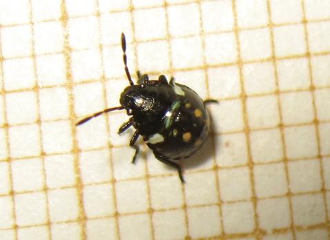 Nezara viridula