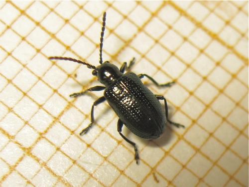 Oulema sp.