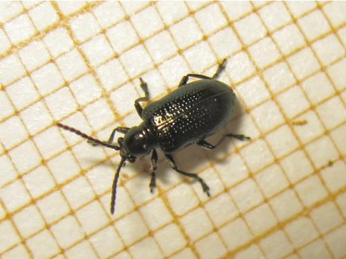 Oulema sp.