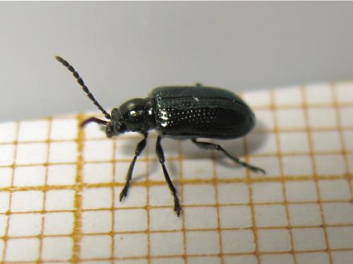 Réf. 166 868 : Oulema sp.