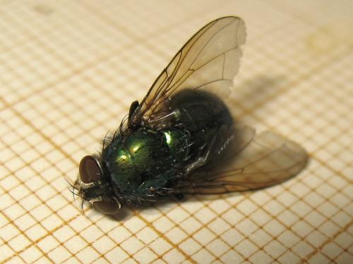 Lucilia sp.