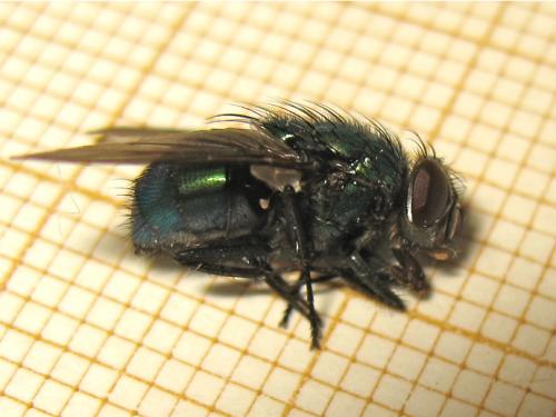 Lucilia sp.