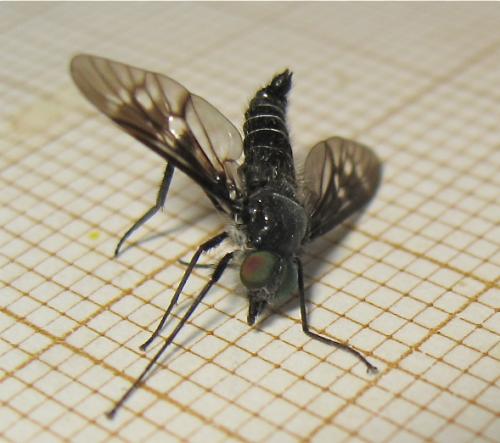 Ibisia marginata