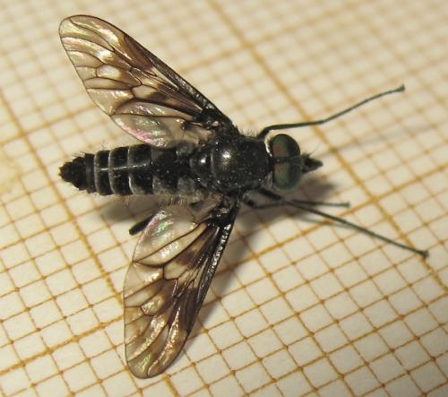 Ibisia marginata