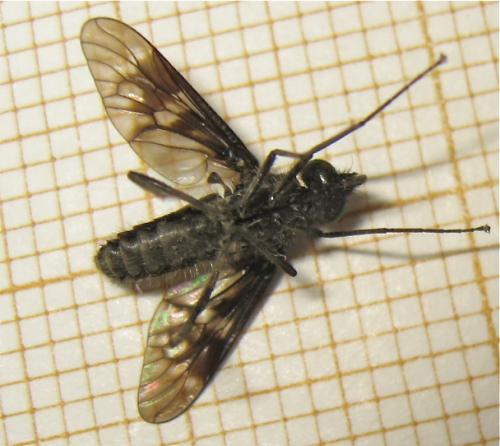 Réf. 166 899 : Ibisia marginata
