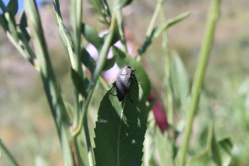 Perotis lugubris