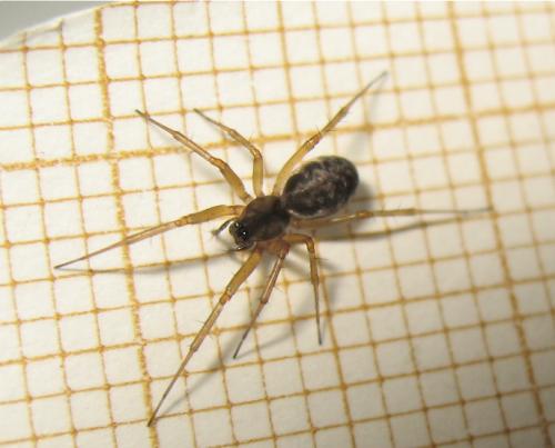 Neriene clathrata